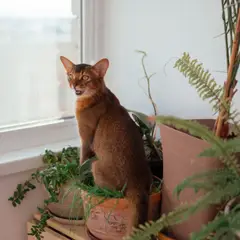 Somalí - Foto 4