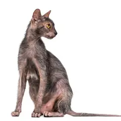 Lykoi - Foto 4