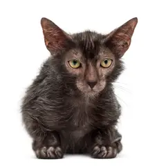 Lykoi - Foto 1