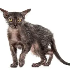 Lykoi - Foto 5