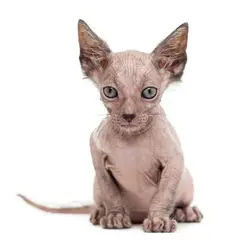 Lykoi - Foto 6