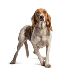 Artois-hond - Foto 3