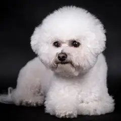 Bichon à poil frisé - Photo 3