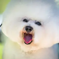Bichon à poil frisé - Photo 5