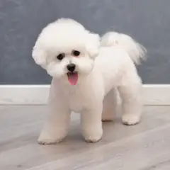 Bichon à poil frisé - Photo 6