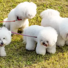 Bichon à poil frisé - Photo 7