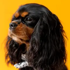 King Charles spaniel - Photo 2