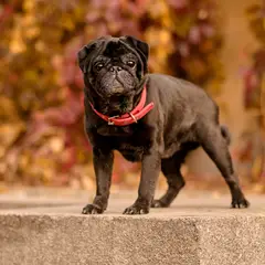 Mops - Foto 9