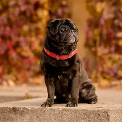 Mops - Foto 10