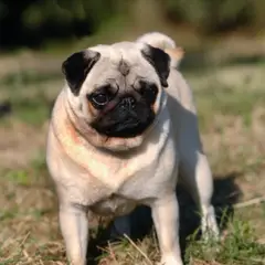 Mops - Foto 11