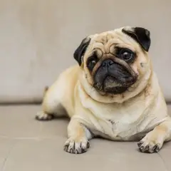 Mops - Foto 12