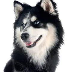 Pomsky - Photo 4