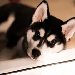 Pomsky - Photo 5