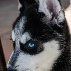 Pomsky - Photo 6