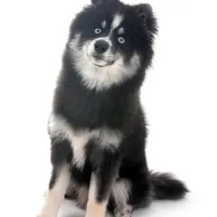 Pomsky - Photo 7