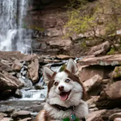 Pomsky - Photo 8