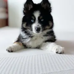 Pomsky - Photo 3