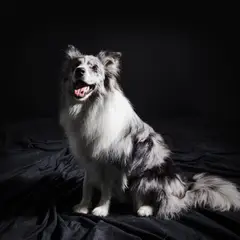 Border Collie - Foto 7
