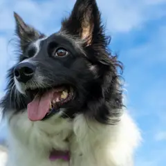 Border Collie - Foto 8