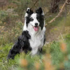 Border Collie - Foto 9