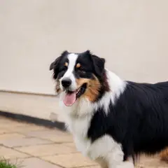 Border Collie - Foto 10