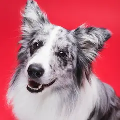Border Collie - Foto 11
