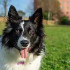 Border Collie - Foto 12