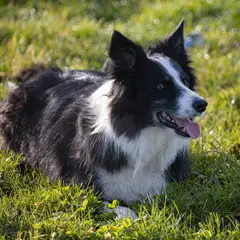 Border Collie - Foto 13