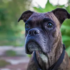 Boxer - Fotografia 14