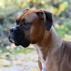 Boxer - Fotografia 16