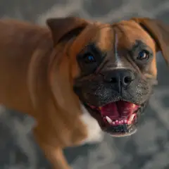 Boxer - Fotografia 17