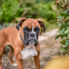 Boxer - Fotografia 18