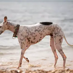 Whippet - Foto 8