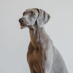 Whippet - Foto 9
