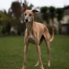 Whippet - Foto 10