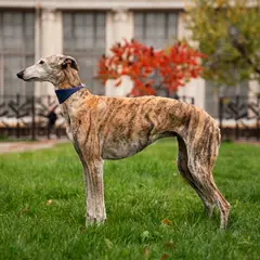 Whippet - Foto 11