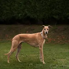 Whippet - Foto 12