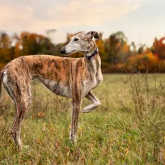 Whippet - Foto 13