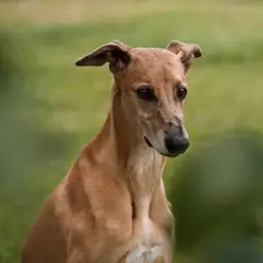 Whippet - Foto 14