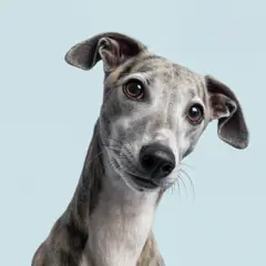 Whippet - Foto 15