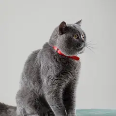 Chartreux - Foto 14