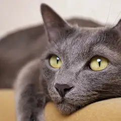 Chartreux - Foto 15