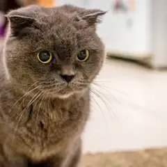 Chartreux - Foto 16