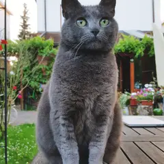 Chartreux - Foto 17