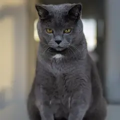 Chartreux - Foto 18