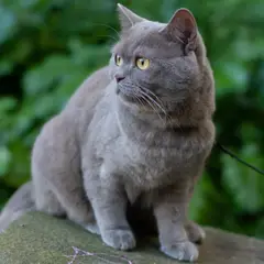 Chartreux - Foto 19