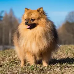 Duitse Spitz - Foto 6