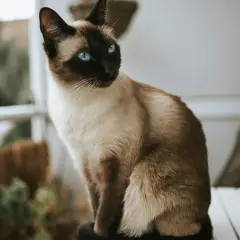 Thai - Foto 2