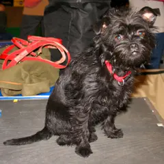 Affenpinscher - Photo 6
