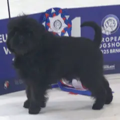 Affenpinscher - Photo 7